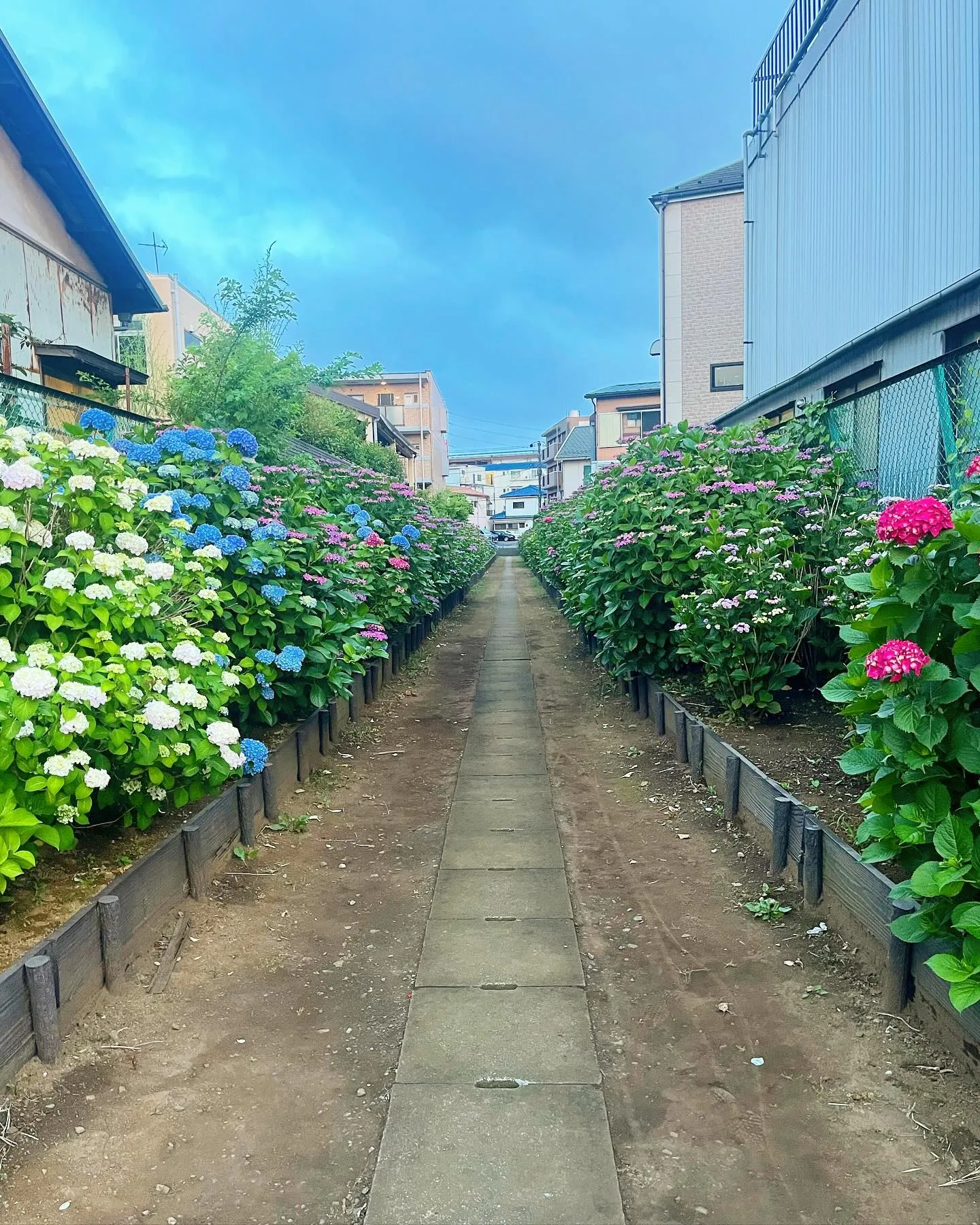 紫陽花の小道､､､鶴見区駒岡にて♪