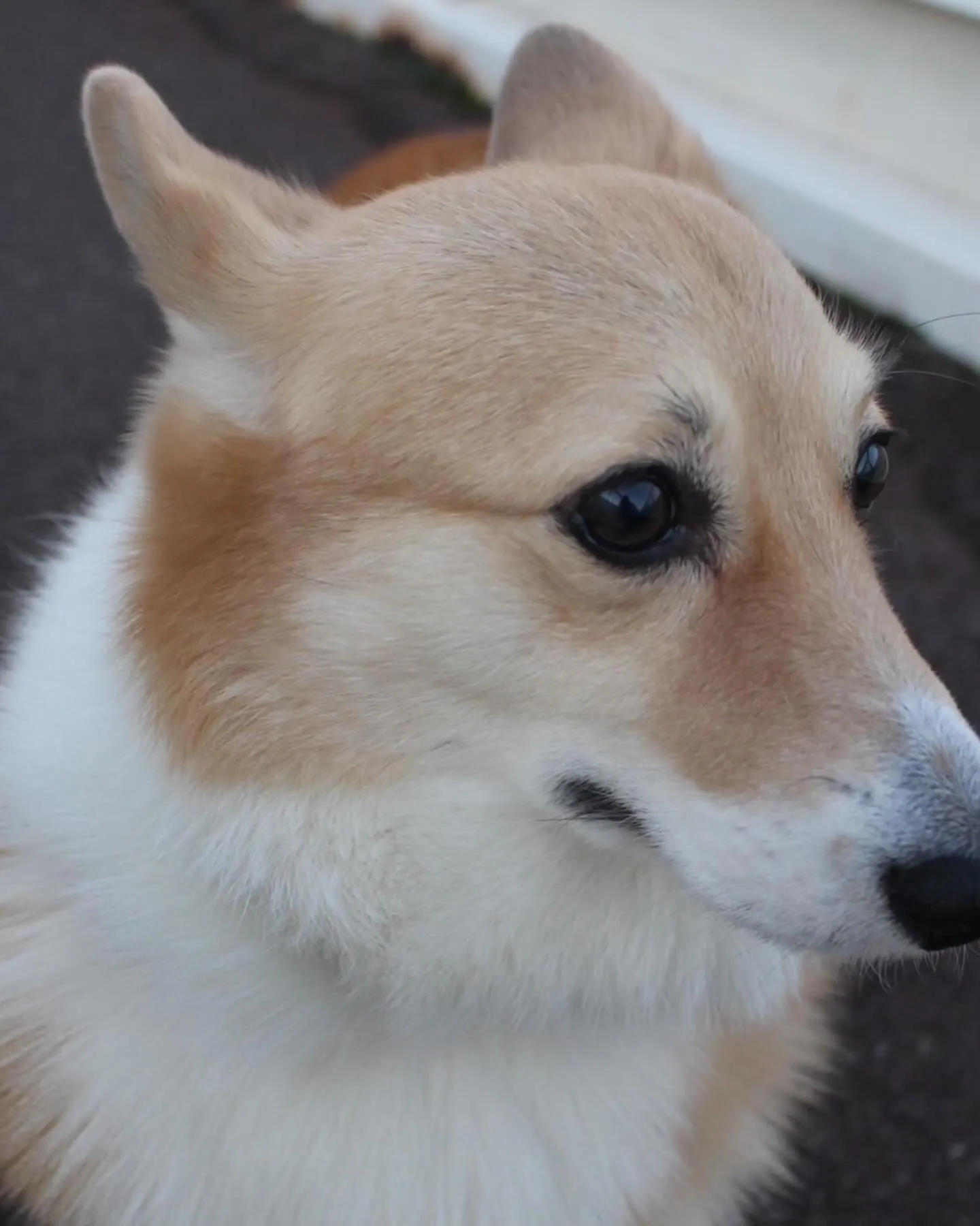 ５月１０日の昨日はこの子の誕生日でした🍰