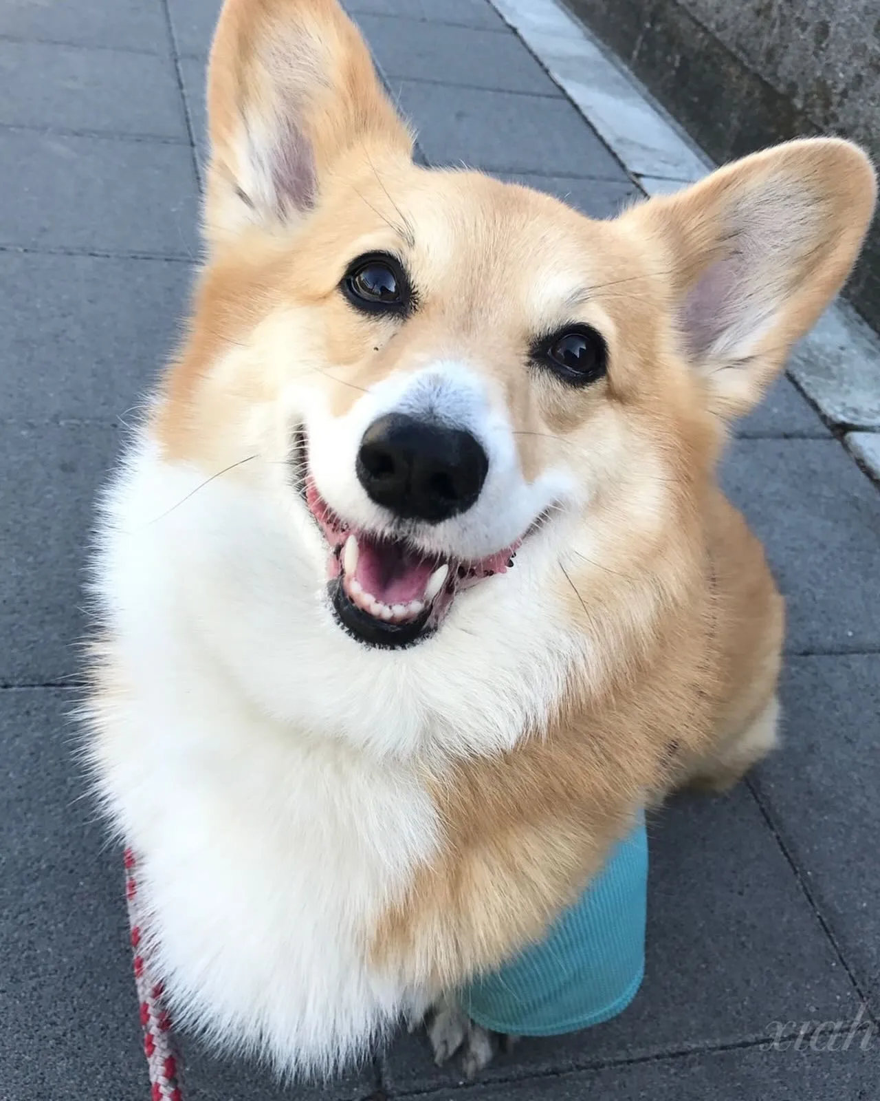 ５月１０日の昨日はこの子の誕生日でした🍰