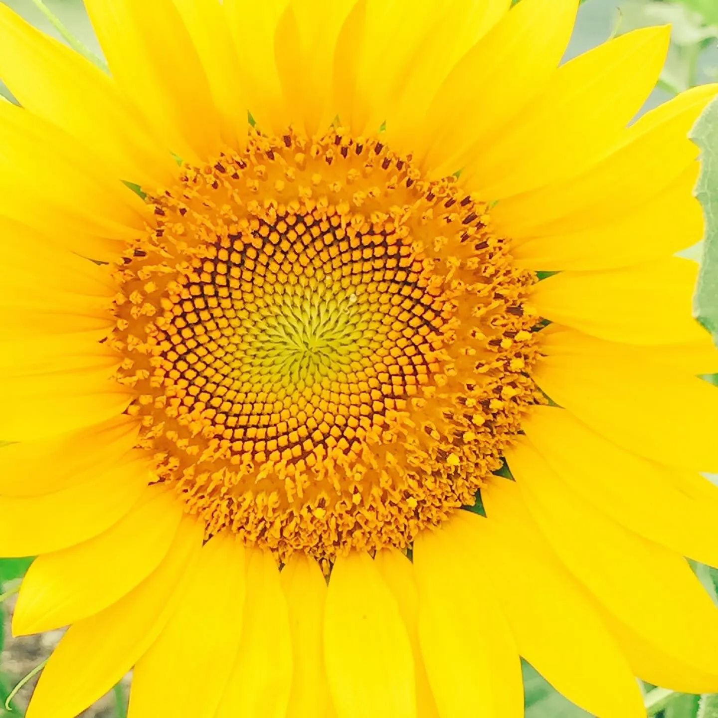 もうそろそろ夏も終わりなのに