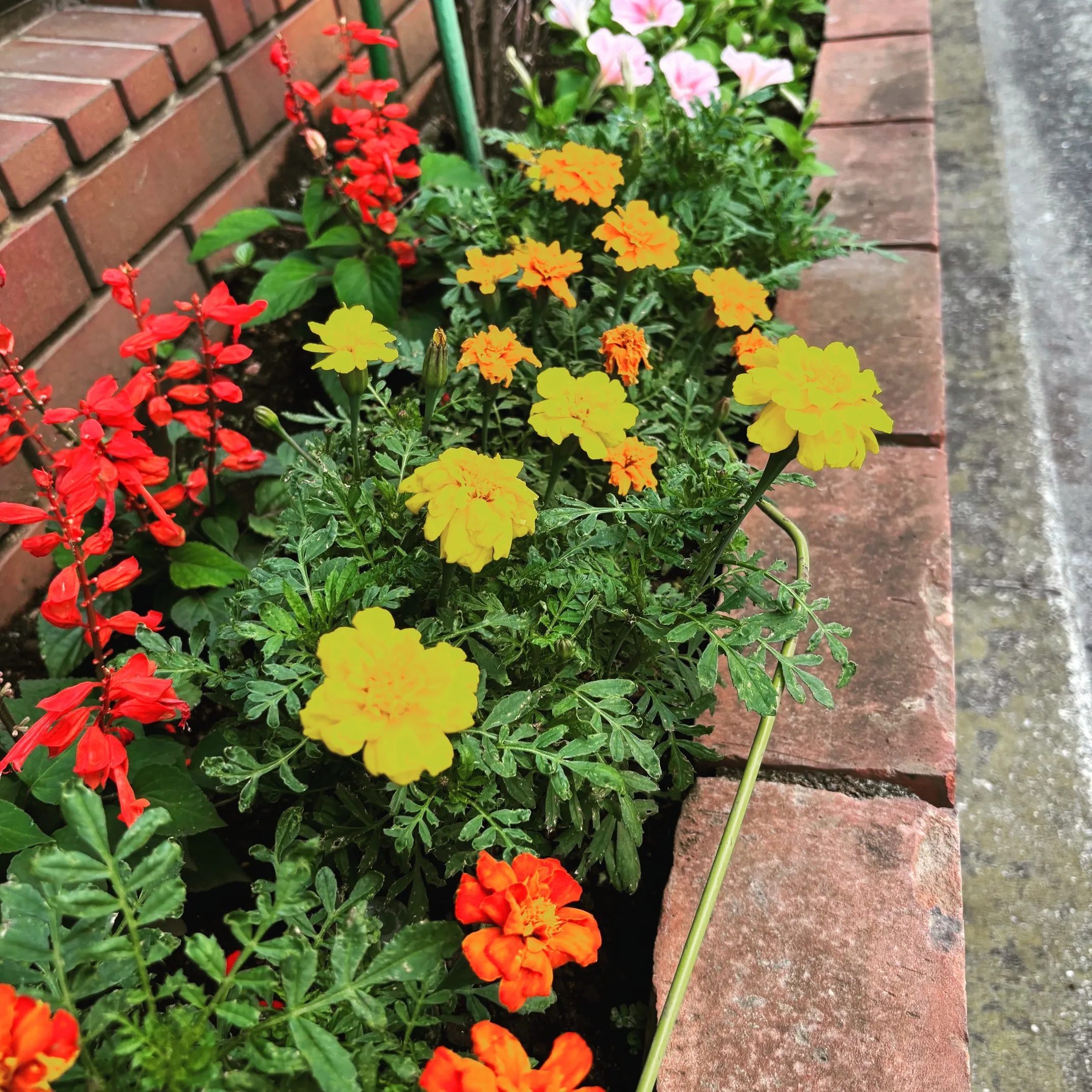 7月に入りました。