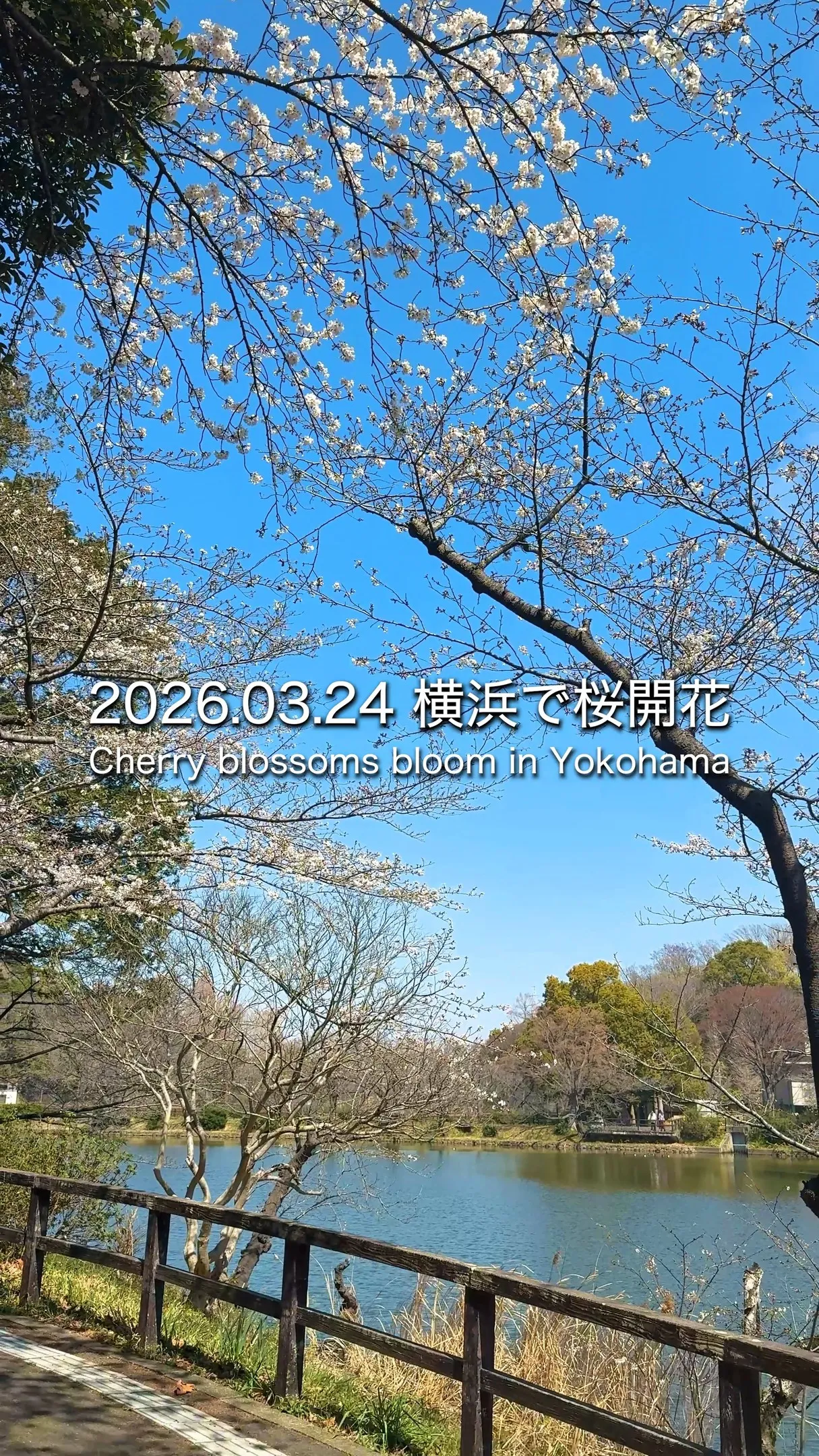 2026年は桜の開花が少し早く3月24日には鶴見区三ッ池公園...