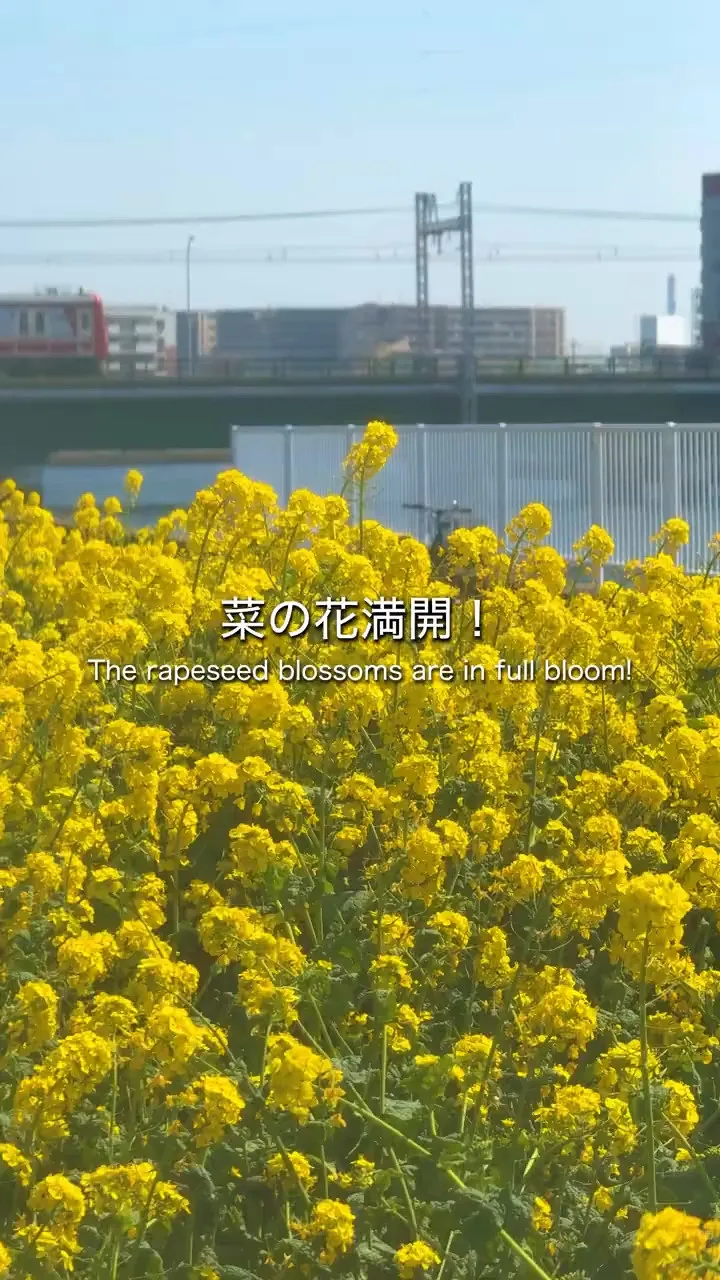こちらは4月に撮影した鶴見川のほとりのリバーサイドガーデンで...
